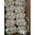 Chinese Allium Sativum / Chinese Garlic for export